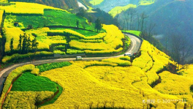 Luoping Luositian (Padang Berputar), Jinjifeng Cong (Puncak Ayam Emas), dan lawatan sehari tarikan pelancongan Bunga Rapeseed (1 tempahan, 1 kumpulan, pengambilan dan penghantaran dari pintu ke pintu)