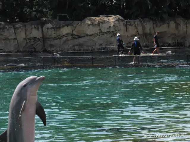 奧蘭多觀海豚