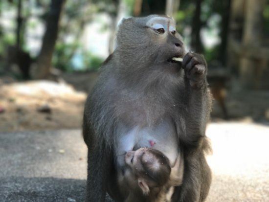 Monkey Hill
