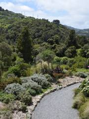 Otari-Wilton's Bush