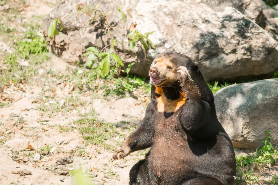 惠靈頓動物園