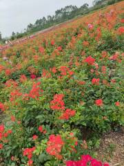 Diecai Flower Garden, Tianfu Flower Sea