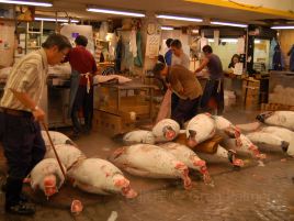 Tokyo Fish Market