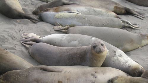 Friends Of The Elephant Seal