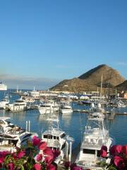 Marina Cabo San Lucas