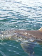 Apex Shark Expeditions - Great White Shark Cage Diving Cape Town