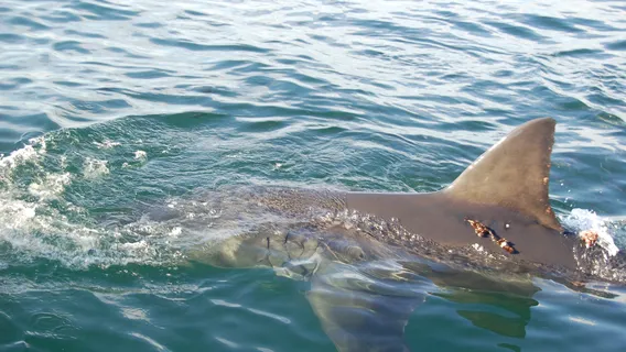 Apex Shark Expeditions - Great White Shark Cage Diving Cape Town