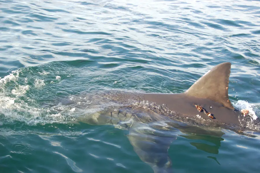 Apex Shark Expeditions - Great White Shark Cage Diving Cape Town