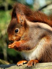 British Wildlife Centre