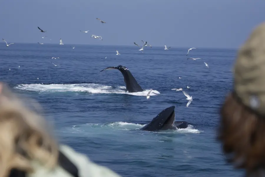 Cape May Whale Watcher