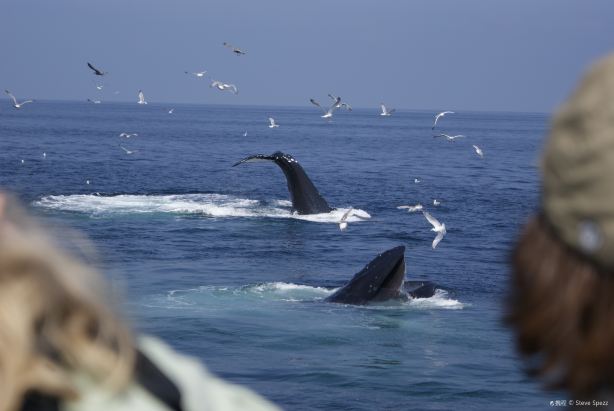 Cape May Whale Watcher, INC