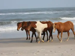Assateague State Park Headquarters