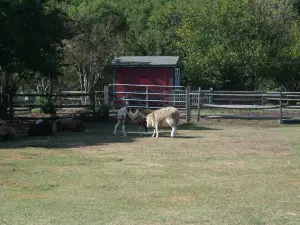Bluebird Gap Farm