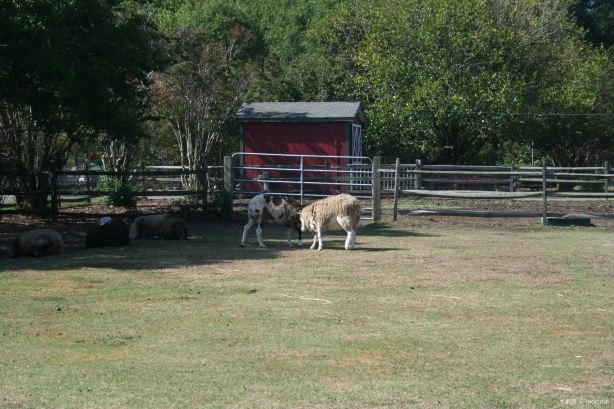 Bluebird Gap Farm