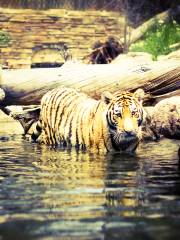 霍格爾動物園