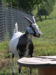 Linvilla Orchards