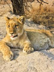 Sasan Gir National Park