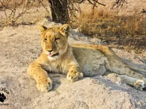Gir National Park