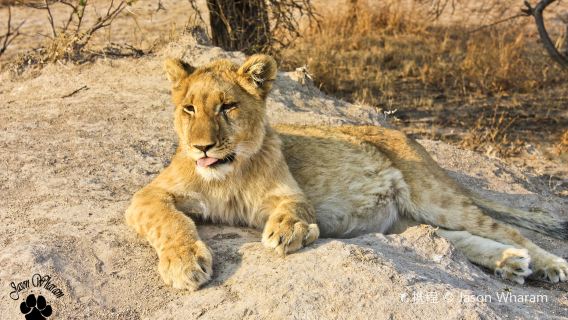 Gir National Park
