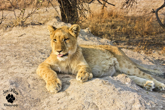 Gir National Park