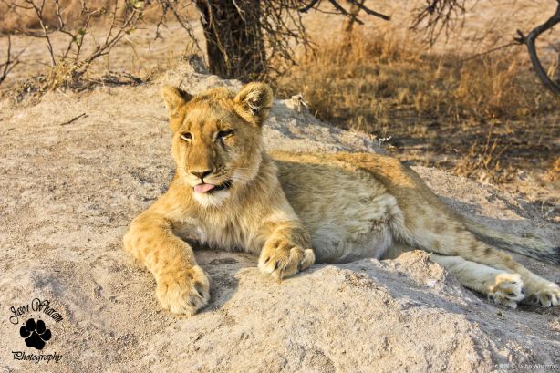 Gir National Park