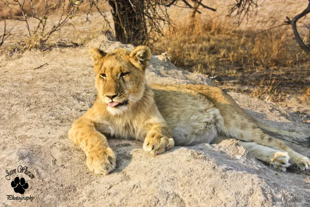 Gir National Park