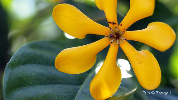 Kula Botanical Garden