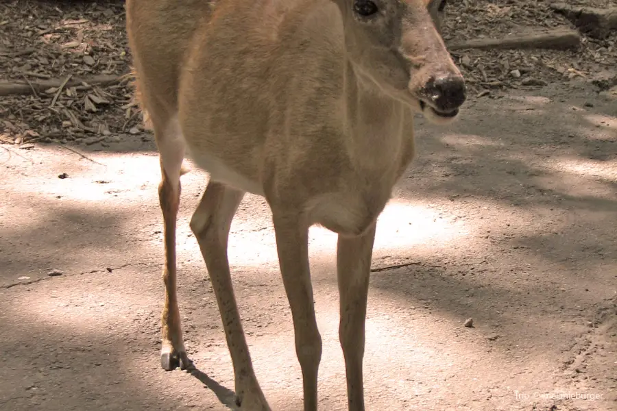 Yellow River Game Ranch