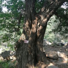 百花峪栗子园 여행 사진