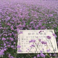 評論圖片 7