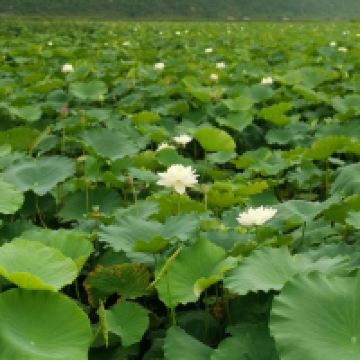 評論圖片 3