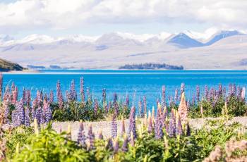 Popular Spring Outings in Lake Tekapo
