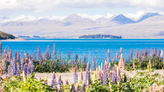 Lupin Flower Viewing at Lake Tekapo