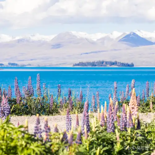 Popular Spring Outings in Lake Tekapo