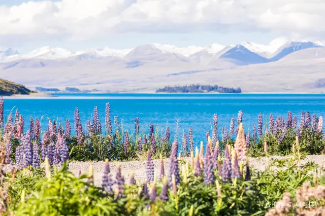 Lupin Flower Viewing at Lake Tekapo