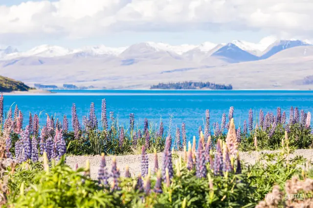 Lupin Flower Viewing at Lake Tekapo