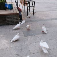 評論圖片 9
