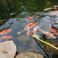 評論圖片 9