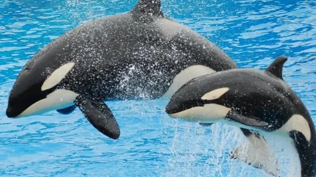  Experience one-of-a-kind aquarium, Miami Seaquarium 