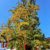 評論圖片 8