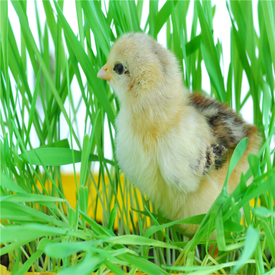 속초 설악산 케이블카 당일치기 (Sokcho Seorak Day Trip)