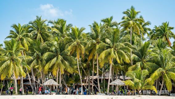 Dongjiao Coconut Plantation