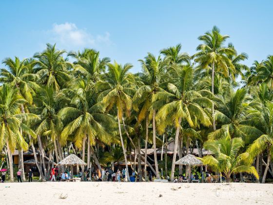 Dongjiao Coconut Plantations