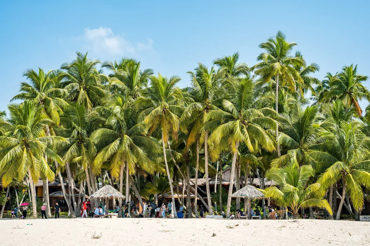 1_Dongjiao Coconut Plantations