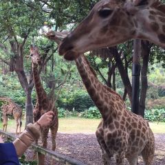 Emperor Penguin All Day Dining User Photo