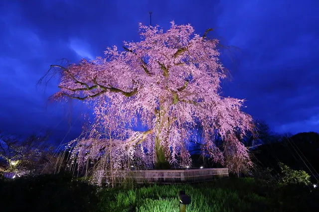 It is Time for Sakura Viewing Again in Kyoto. The Pink Sakura is More Matched with The Ancient Capital. 