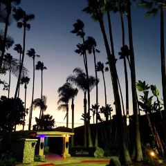 Coco Palm User Photo
