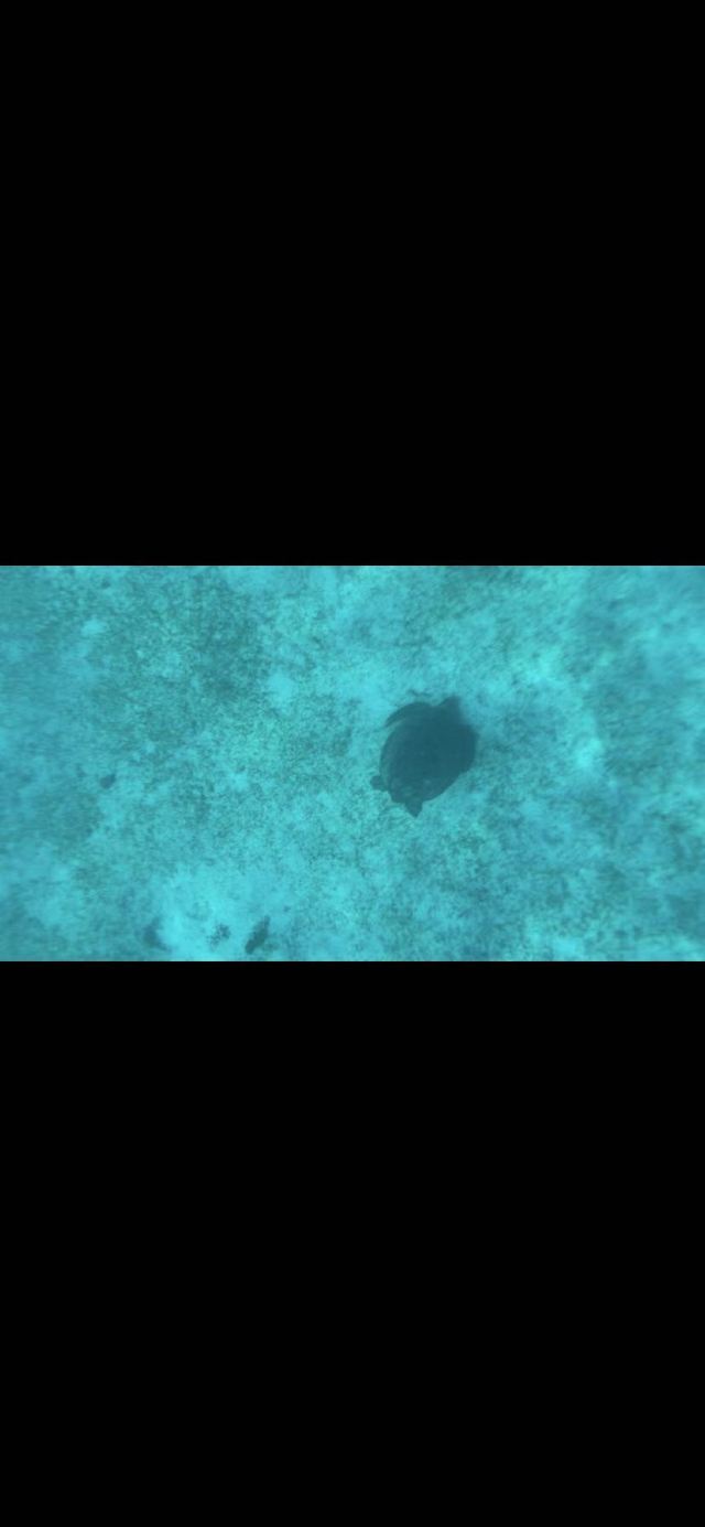 Balicasag Island