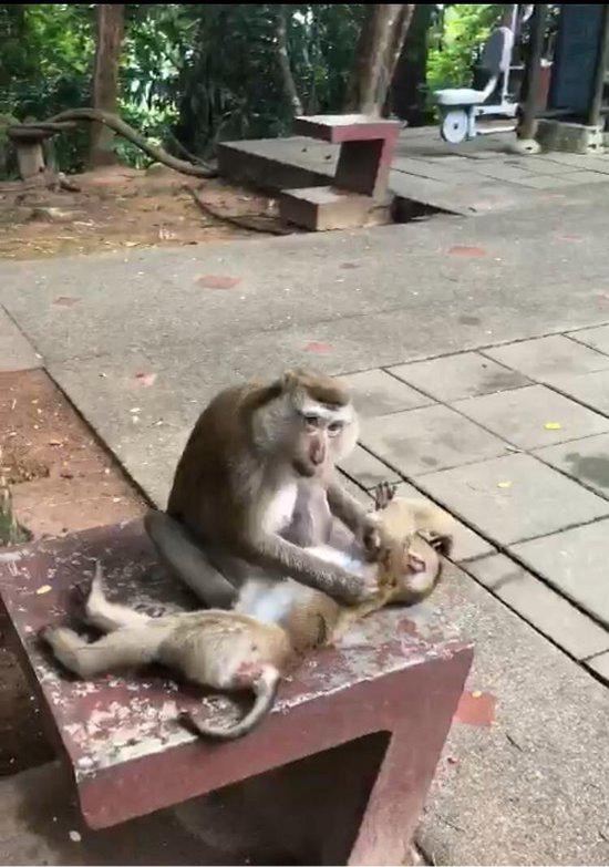 Monkey Hill