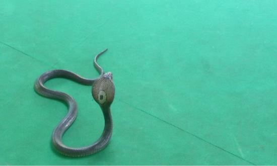 Phuket Cobra Show and Snake Farm